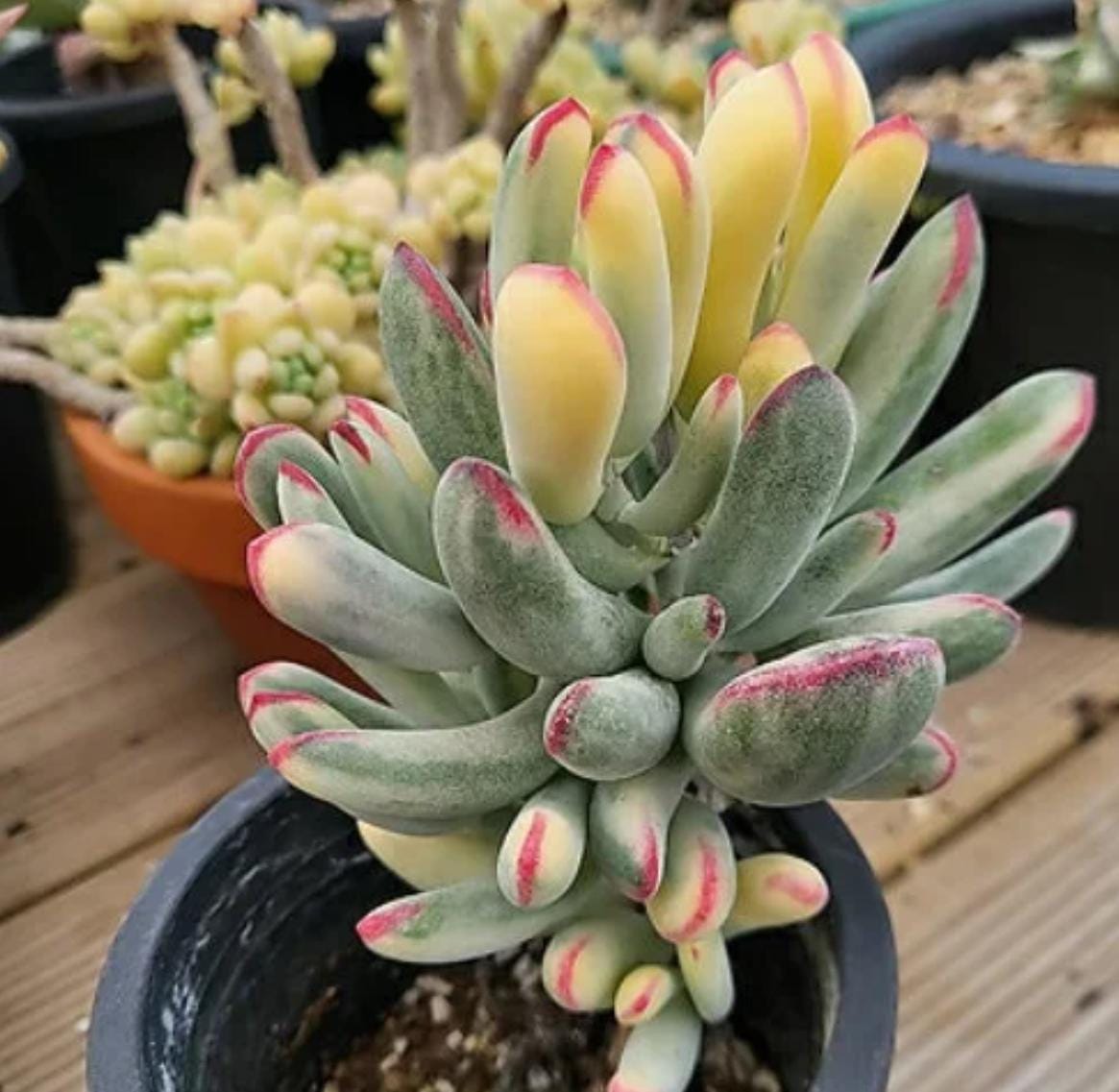 cotyledon orbiculata variegated succulent Cotyledon Orbiculata Variegated - beautiful succulent