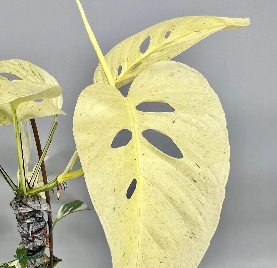 monstera deliciosa propagation Monstera Laniata Mint - Rare Plants - Monstera Cuttings
