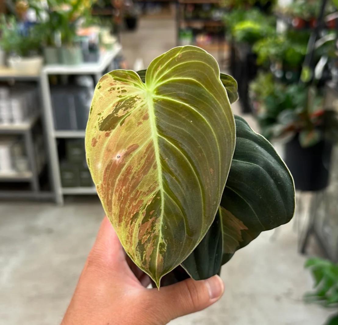 how rare is philodendron melanochrysum Philodendron Melanochrysum Variegata - Rare Plant - Beautiful Plant