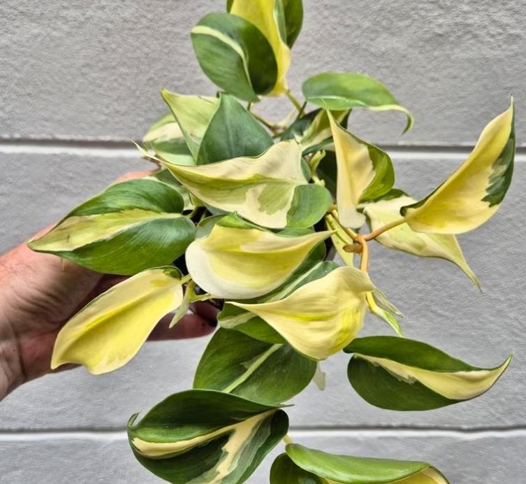 buy philodendron canada Philodendron Scandens Rio - Rare Plant - Beautiful Plant