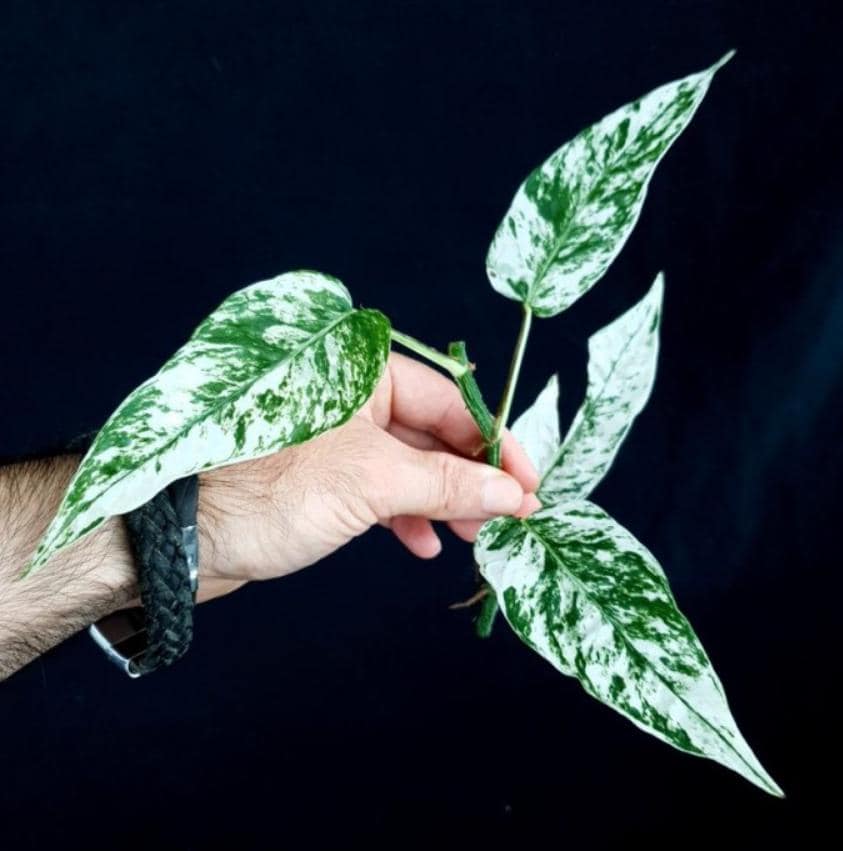 philodendron ceba blue Epipremnum Cebu Blue Variegata - Cebu Blue Pathos Variegata