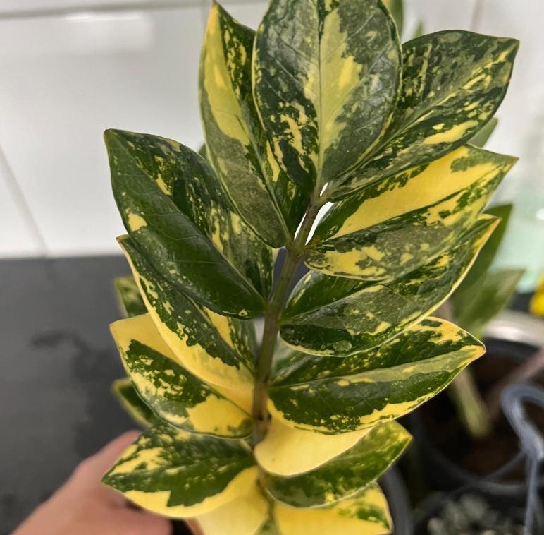kinds of zz plants Variegated ZZ Plant- Zamioculcas Zamiifolia Variegata