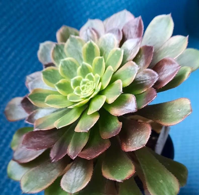 fiesta succulent Aeonium Fiesta - beautiful succulent