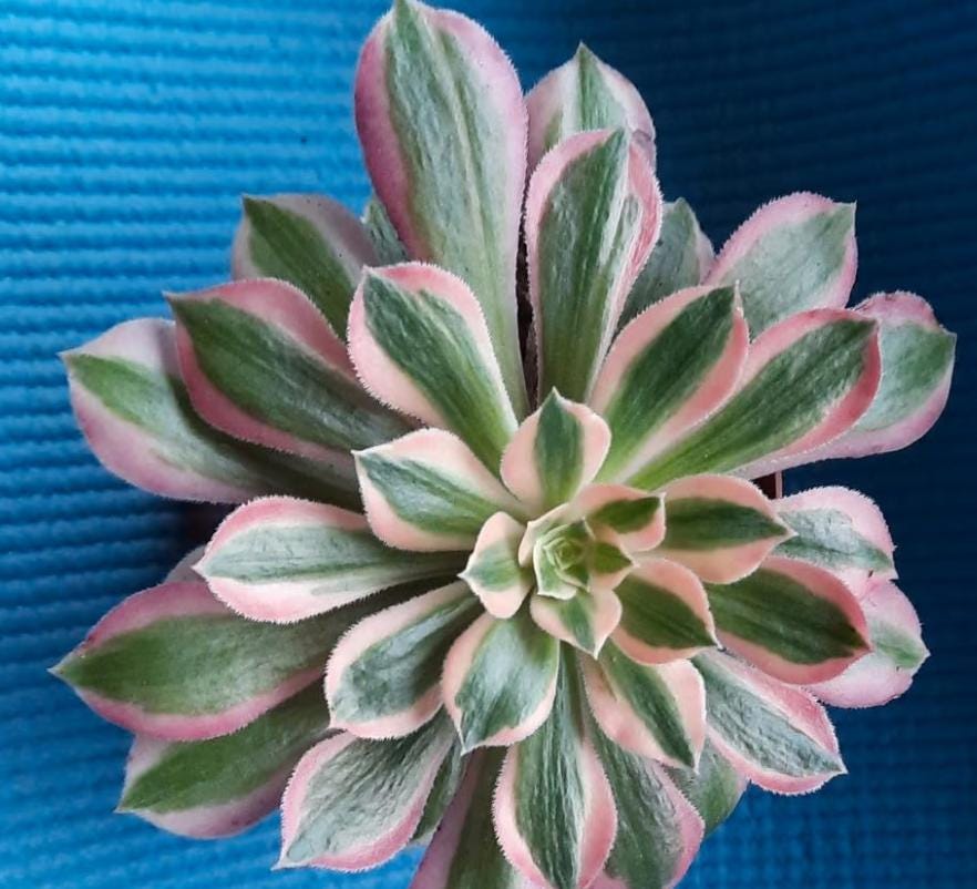 moon flower succulent Aeonium Moon Goddess - beautiful succulent