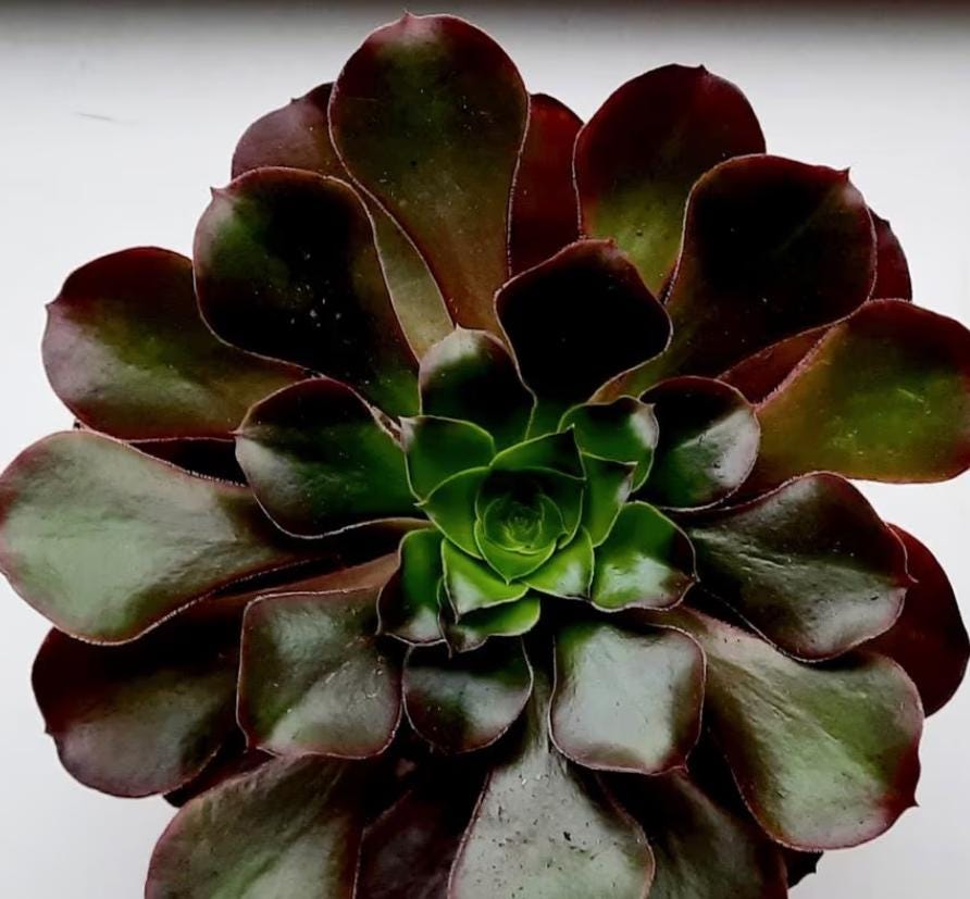 cyclops succulent Aeonium Cyclops - beautiful succulent