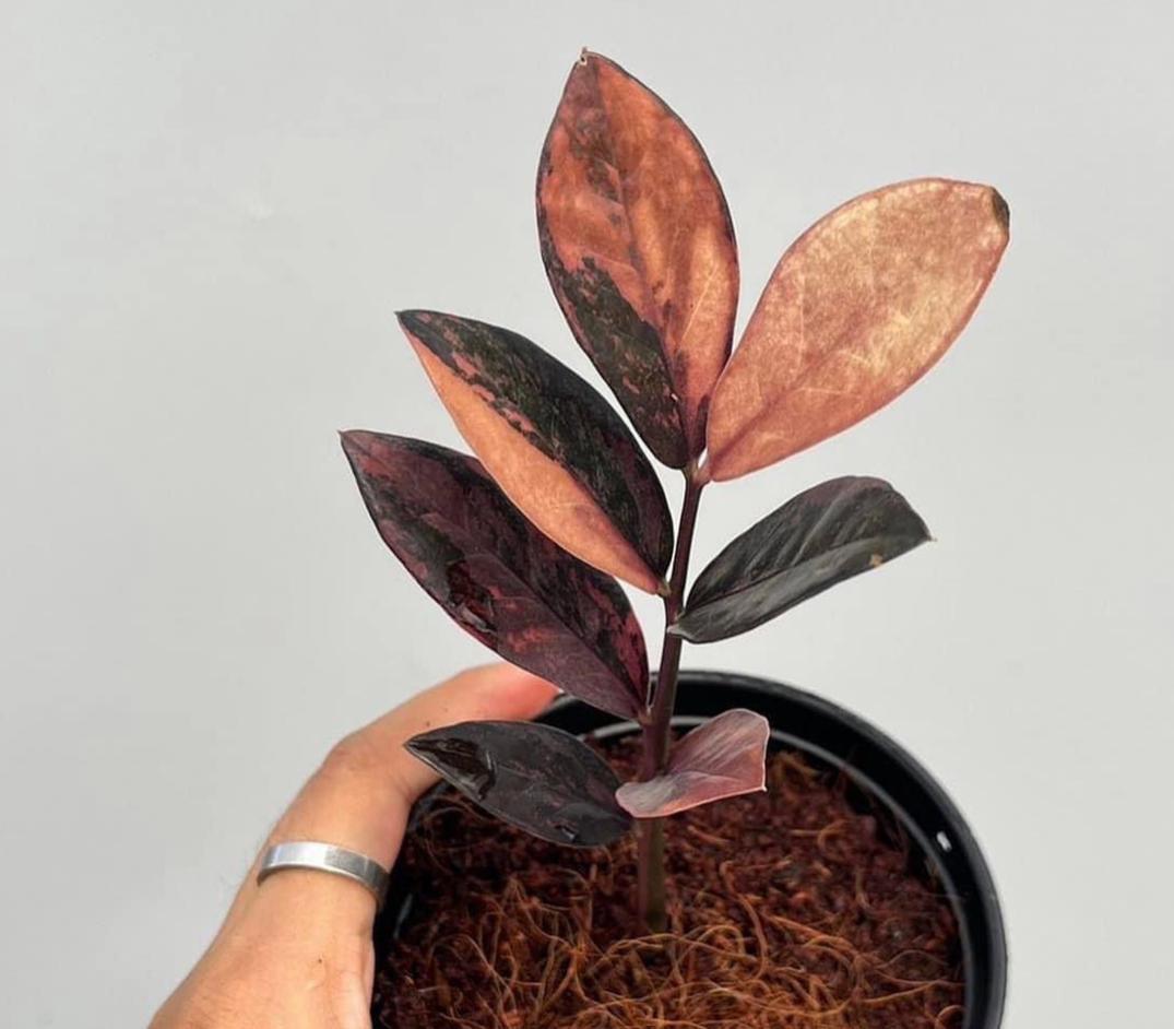 zz plant variegated Variegated ZZ Raven Plant- Zamioculcas Zamiifolia Variegata - beautiful succulent