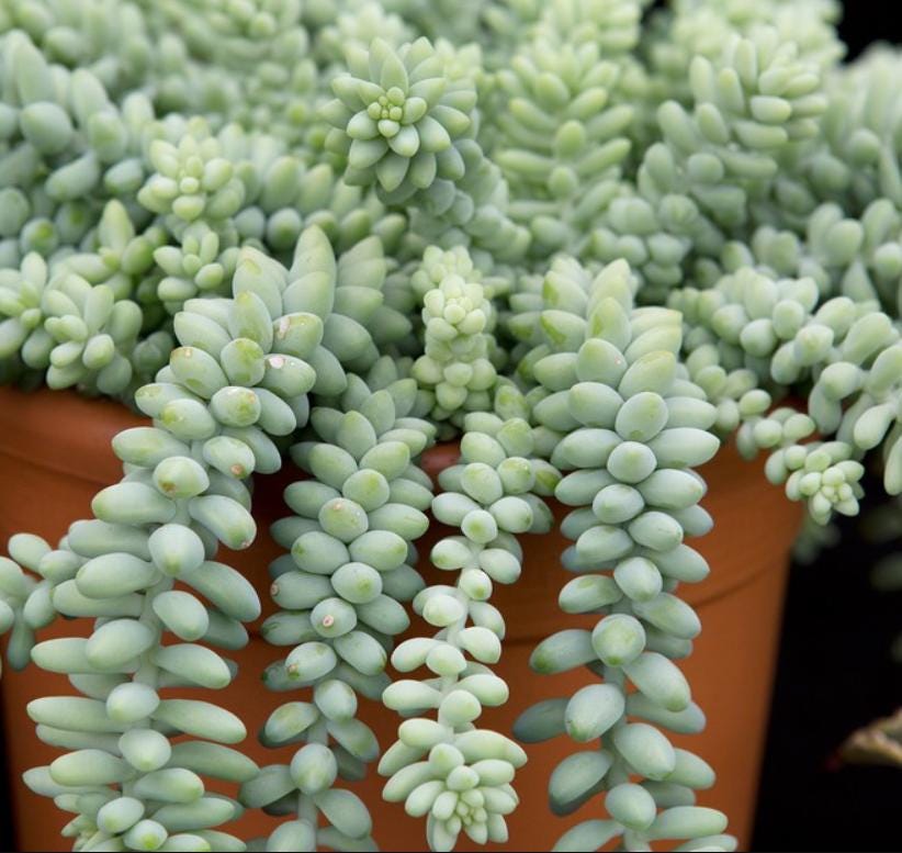 burrito succulent propagation Sedum Morganianum Burrito - beautiful succulent