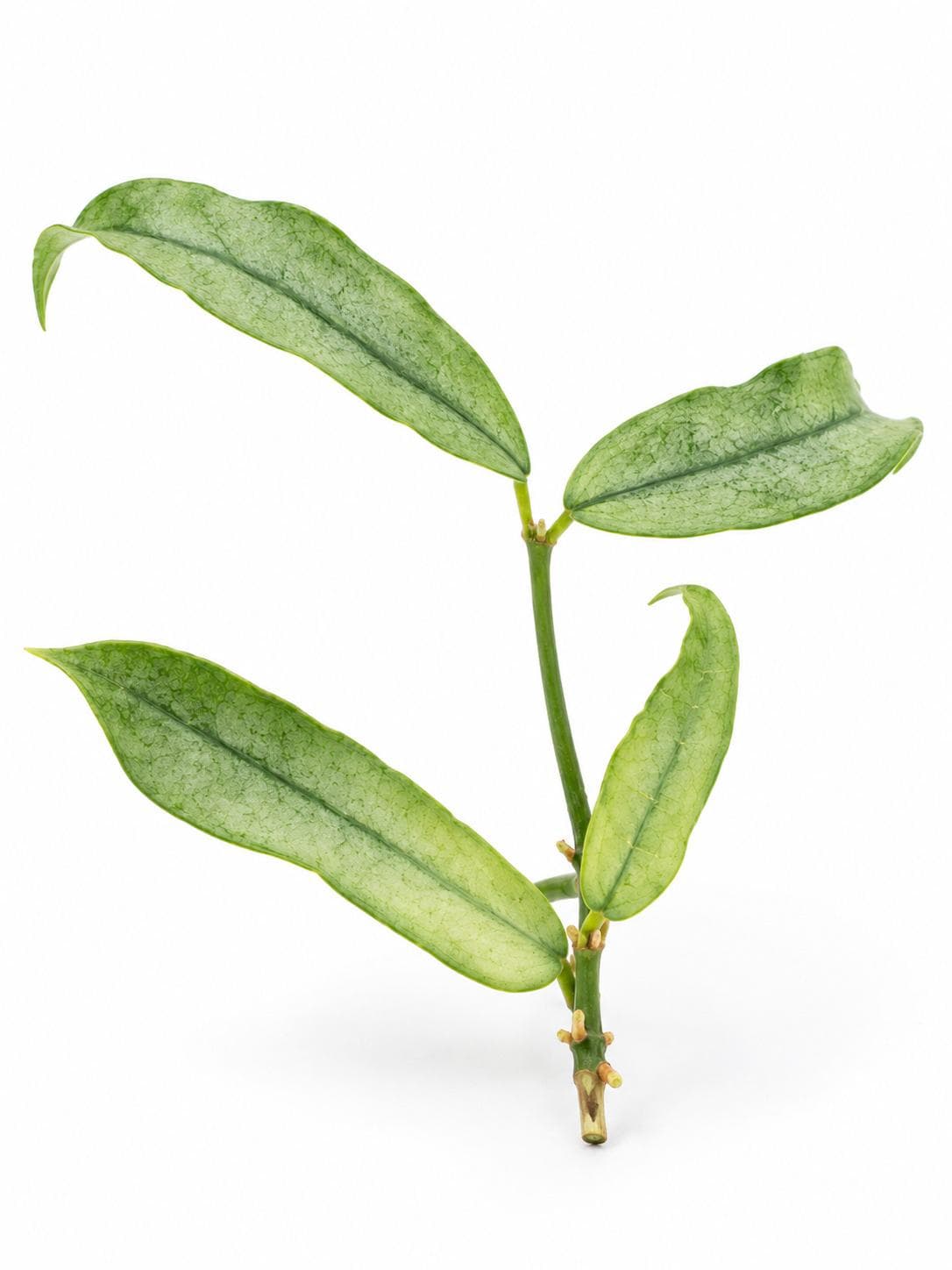 Hoya Linearis Care: The Hanging Wool Hoya