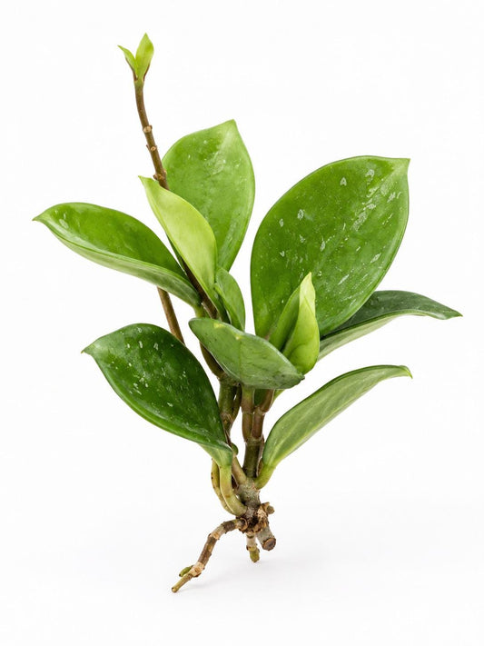 How to Propagate Hoya from Cuttings