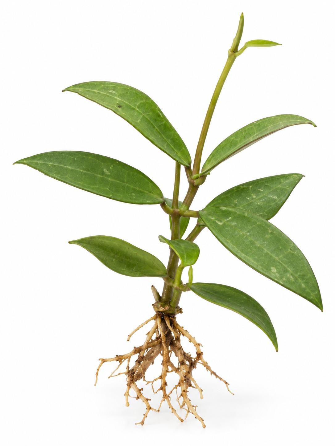 Hoya Pubicalyx Care: Splash and Silver Pink Explained