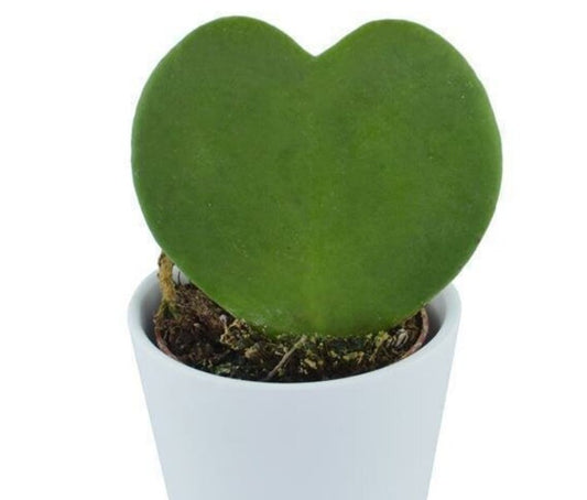 Hoya Care Guide: How to Grow Wax Plants That Bloom