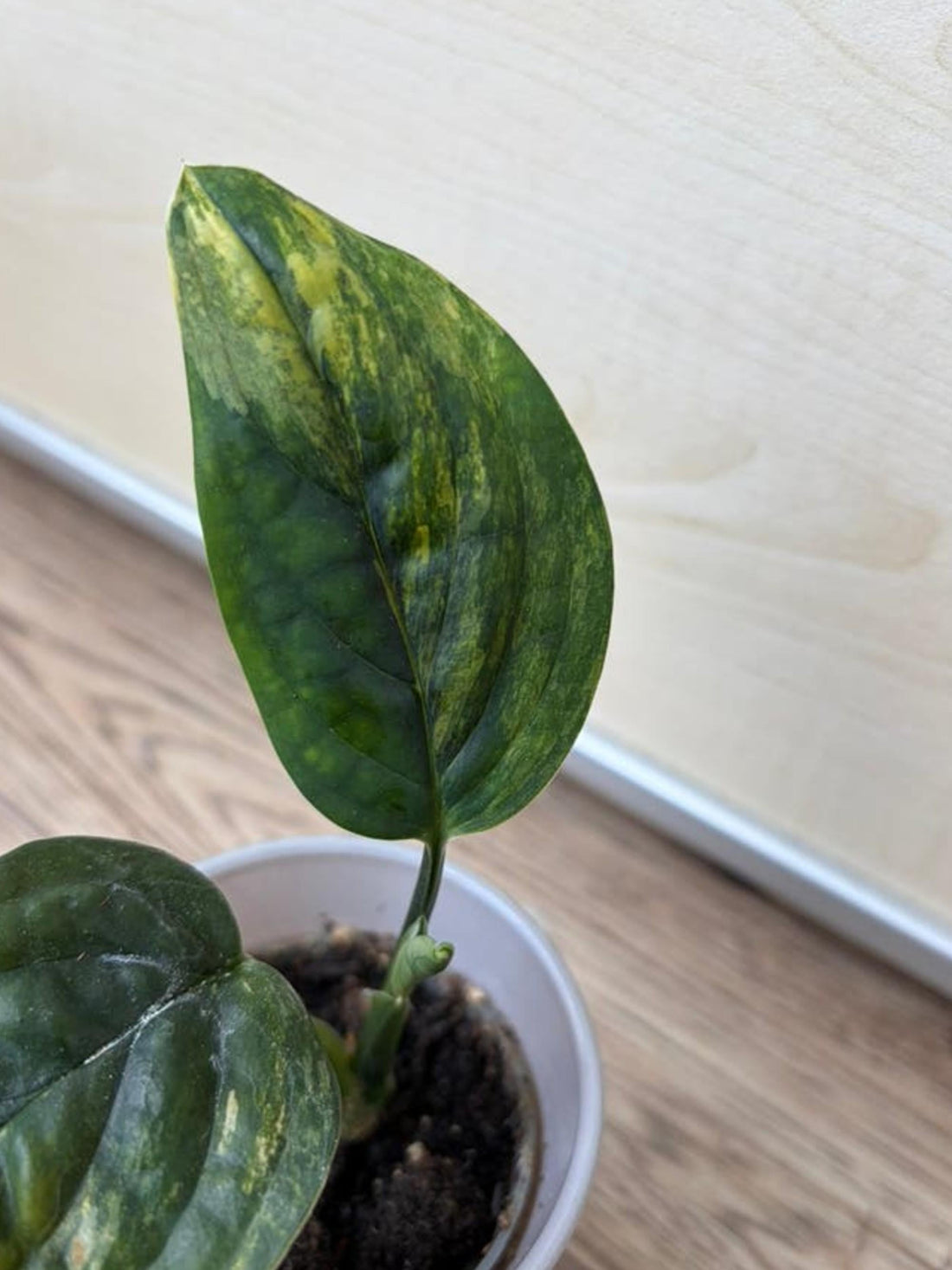Rhaphidophora Tetrasperma: Care for the Mini Monstera