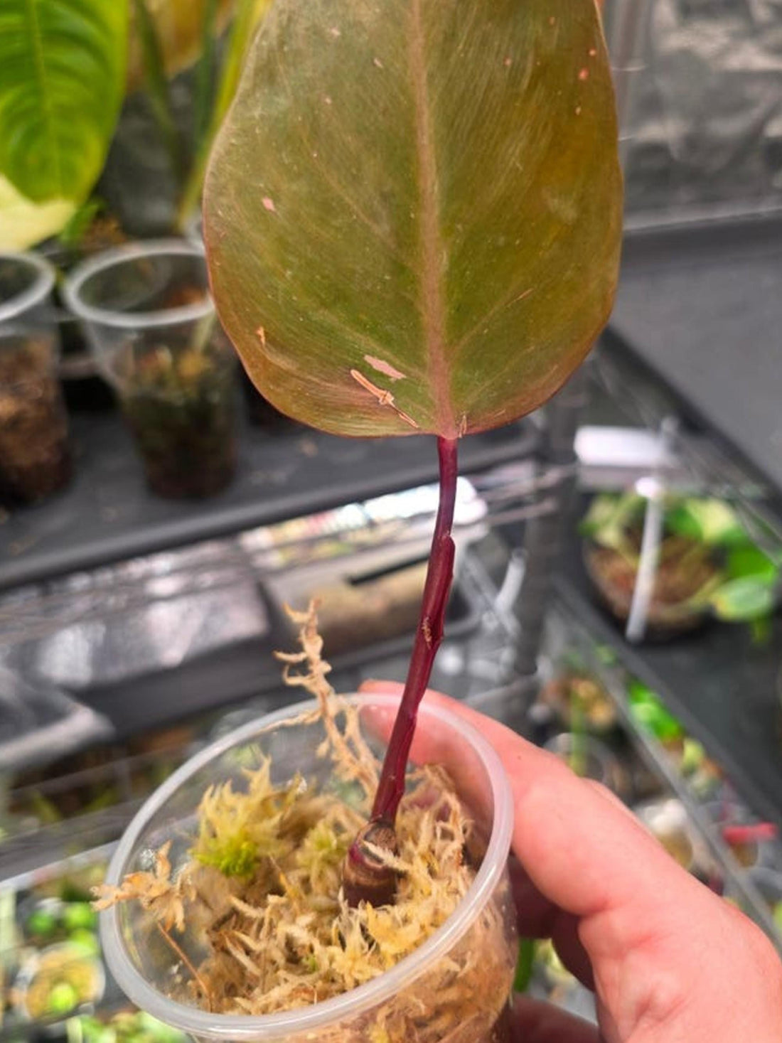 Climbing vs Trailing Philodendron: What Is the Difference?