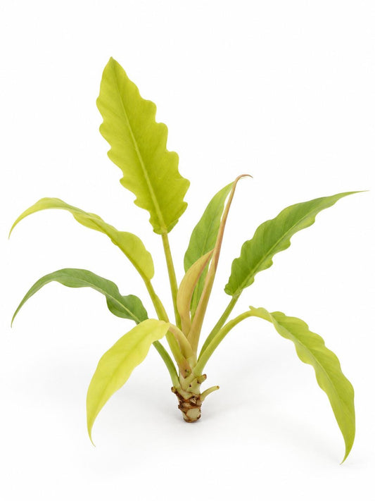 Philodendron Gloriosum Care: The Velvet Creeping Aroid