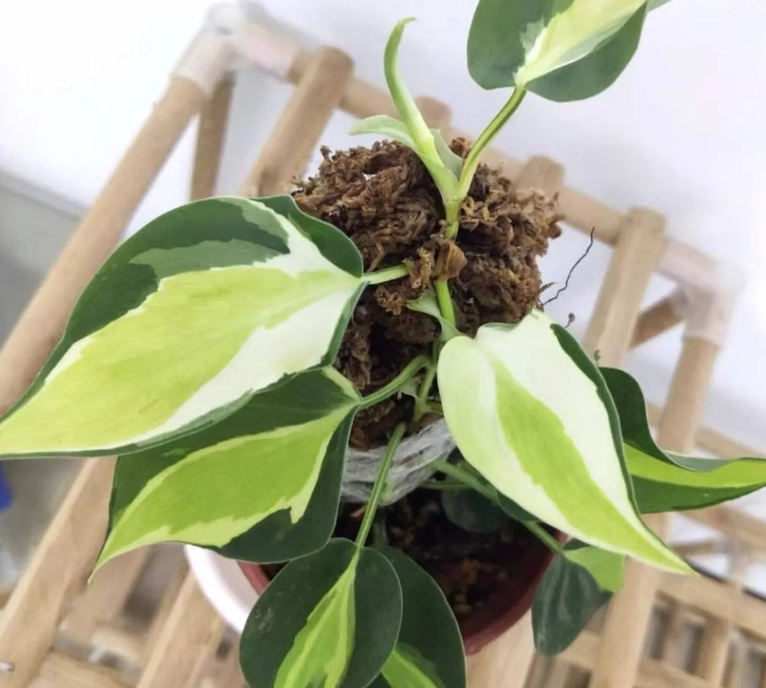 Philodendron Care Guide: Light, Water and Humidity Tips