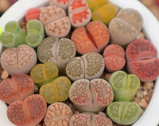 Lithops Plant Mix - Rare Lithops