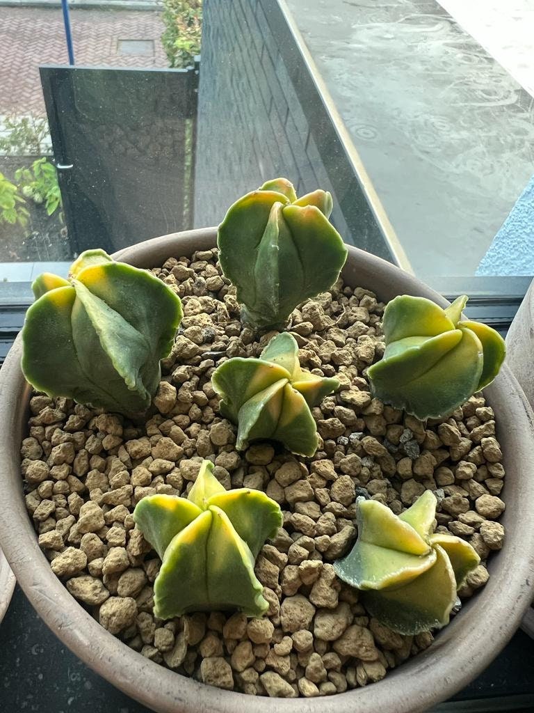 Astrophytum myriostigma Succulent plant cactus variegated Plants 2.5-4cm