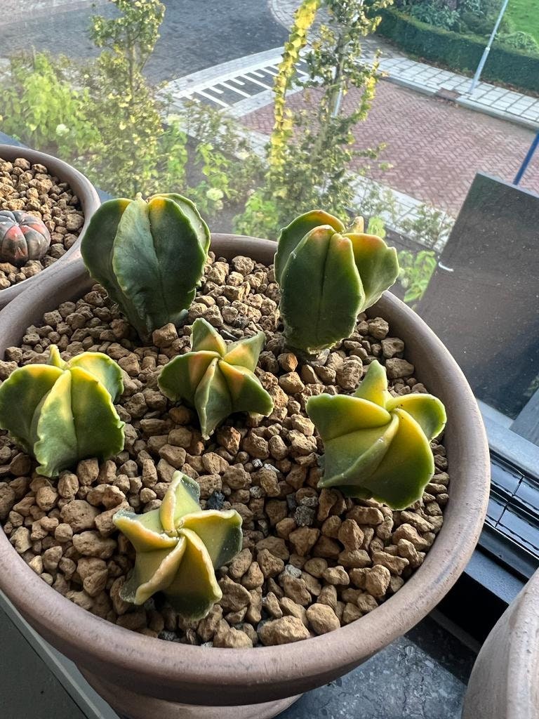 Astrophytum myriostigma Succulent plant cactus variegated Plants 2.5-4cm