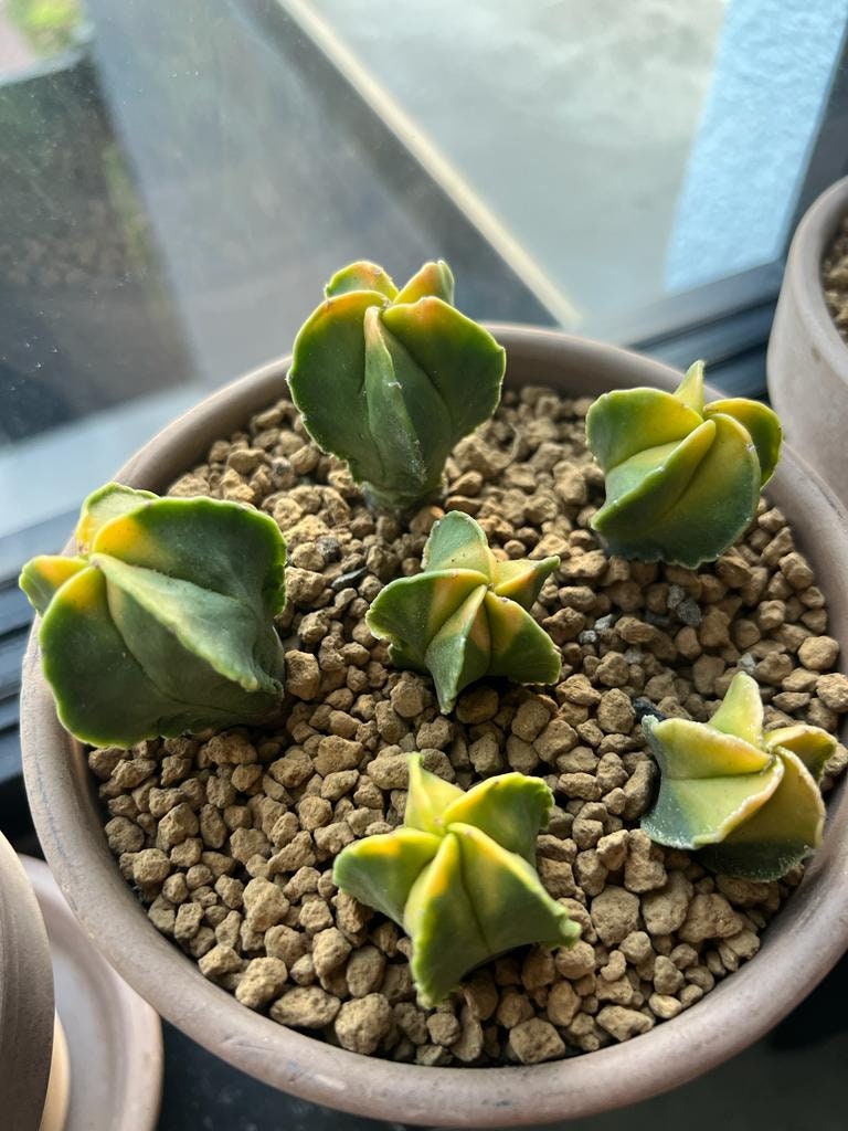 Astrophytum myriostigma Succulent plant cactus variegated Plants 2.5-4cm