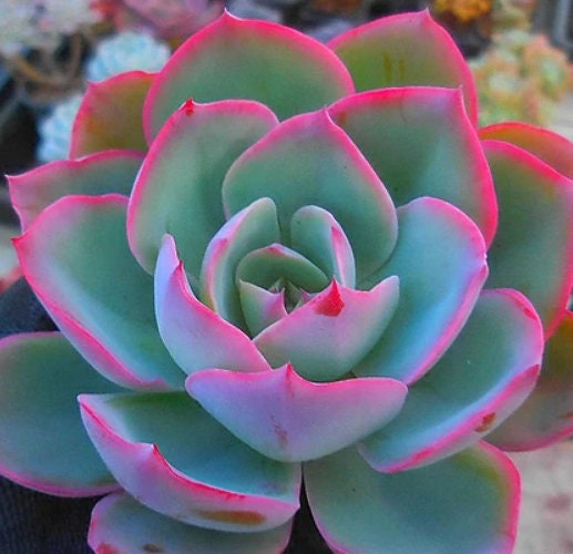 fluorescent light succulents Echeveria Neon Light - beautiful succulent