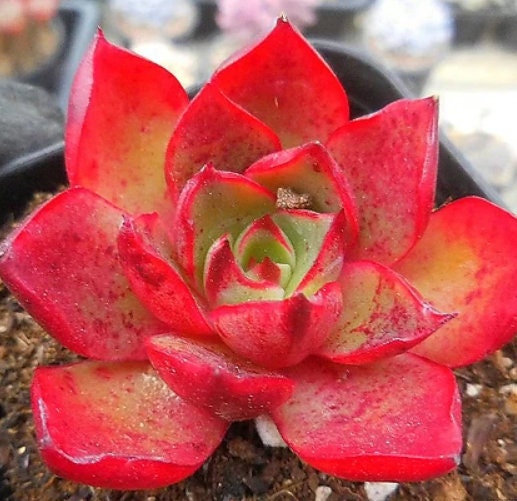 Echeveria Rojo - beautiful succulent - propagation leaf