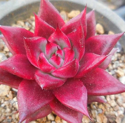 Echeveria Luming - beautiful succulent - propagation leaf