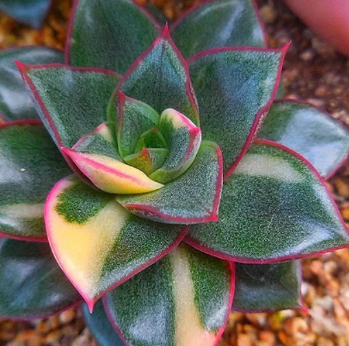 Echeveria Monocerotis - beautiful succulent - propagation leaf