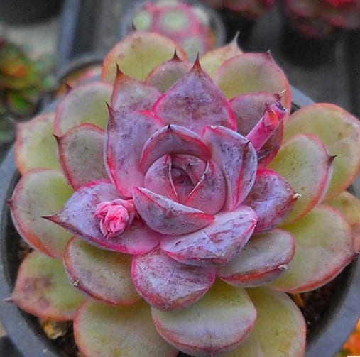Echeveria Mirine - beautiful succulent - propagation leaf
