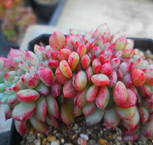 Echeveria Sirene - beautiful succulent - propagation leaf