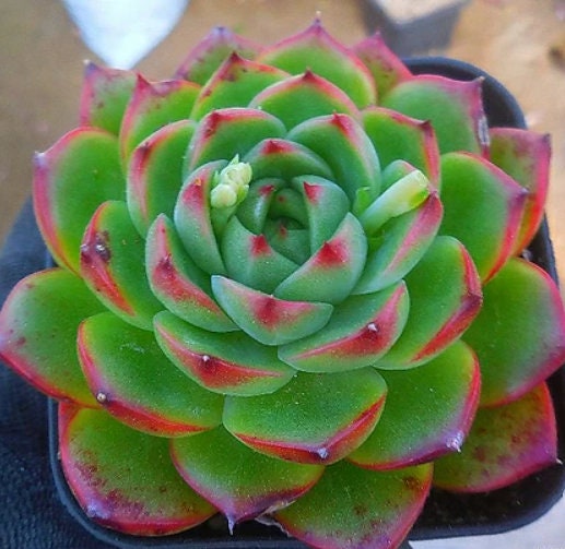 Echeveria Moon Stone - beautiful succulent - propagation leaf