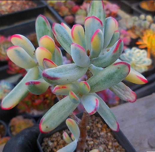 cotyledon orbiculata variegated succulent Cotyledon Orbiculata Variegated - beautiful succulent