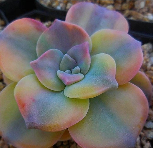 Graptopetalum Purple Delight - beautiful succulent - propagation leaf