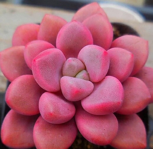 Echeveria Polar Heart - beautiful succulent - propagation leaf