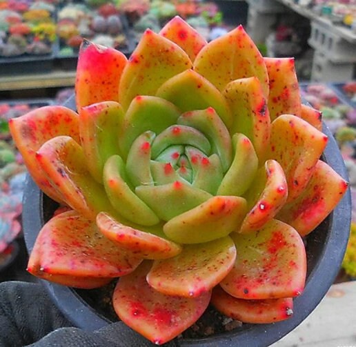 german champagne succulent Echeveria Champagne - beautiful succulent