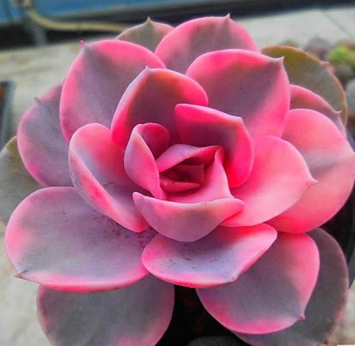 Succulent propagation leaves | Different types of succulents