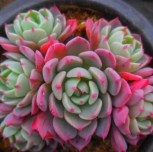 Echeveria Nanahukumini - beautiful succulent - propagation leaf