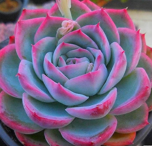 pretty succulent Echeveria Silhouette - beautiful succulent