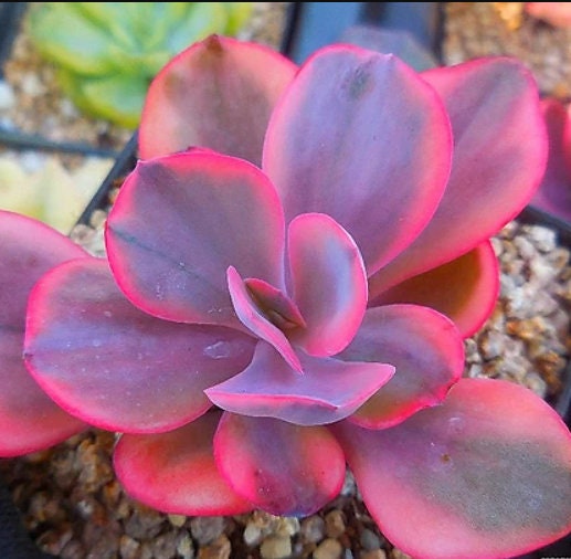Echeveria Angel Wings - beautiful succulent - propagation leaf