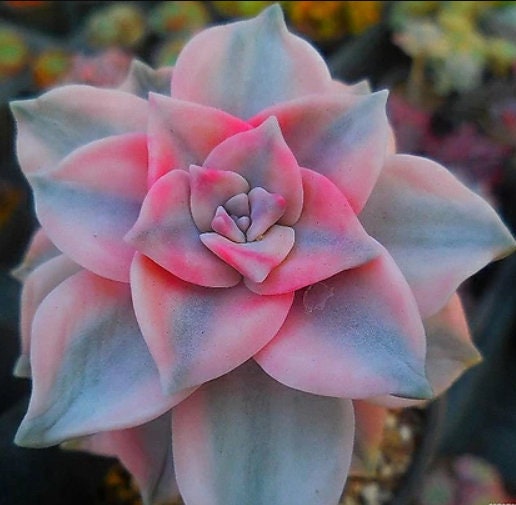 Graptopetalum Purple Delight 2 - beautiful succulent - propagation leaf