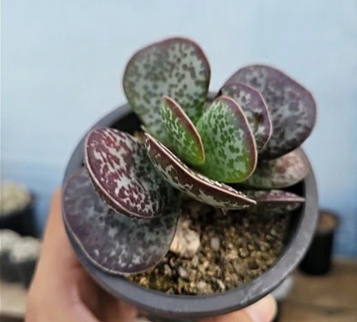Adromischus Maculatus Calico Hearts - beautiful succulent - propagation leaf