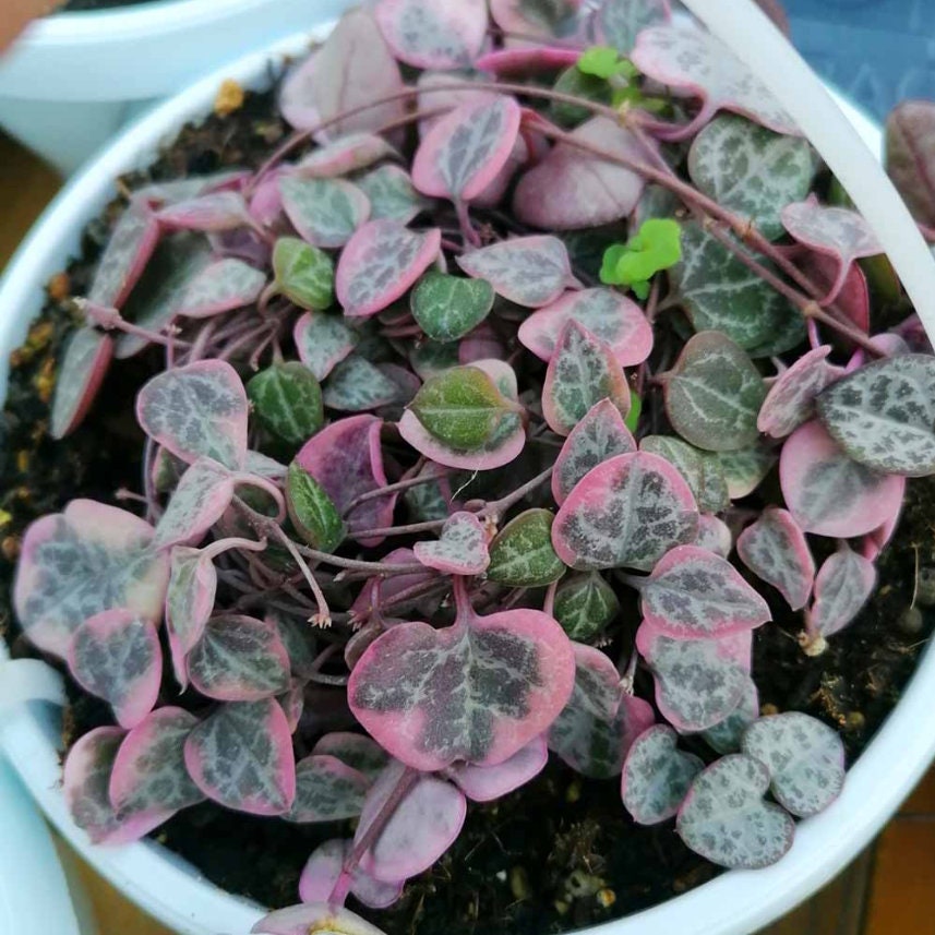 raindrop succulent propagation Peperomia Raindrop Variegata - beautiful succulent