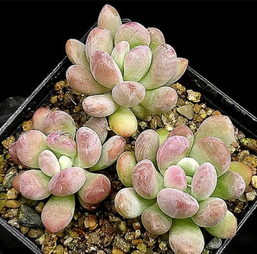 Pachyveria Opalina - beautiful succulent - propagation leaf