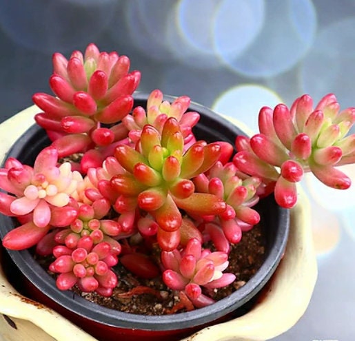 Sedum Rubrotinctum Aurora - Jelly Beans - beautiful succulent - propagation leaf