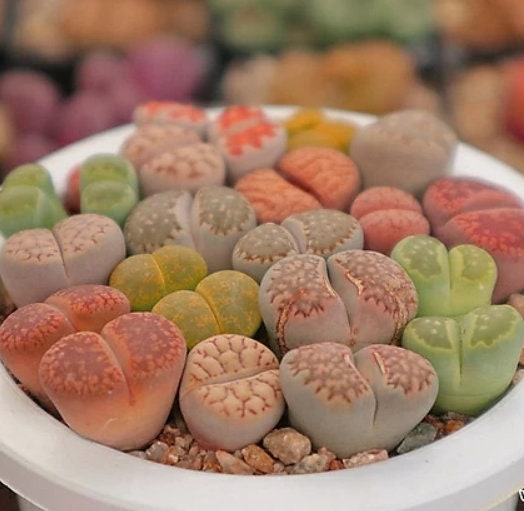 stone succulent plant Lithops Plant Mix - Rare Lithops - Lithops Plants