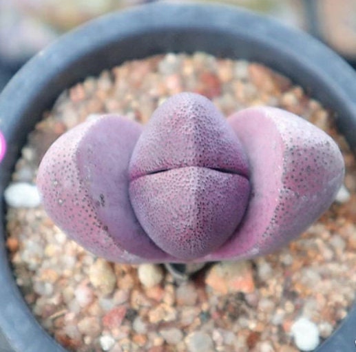 Pleiospilos Nelii - Royal Flush - Living Stones - Large Split Rock Succulent