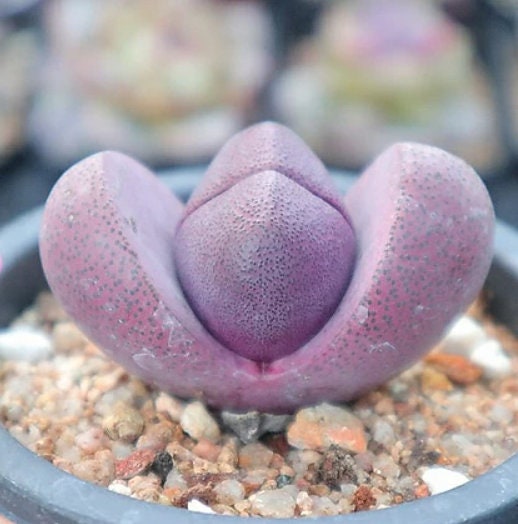 living rock succulent Pleiospilos Nelii - Royal Flush - Living Stones