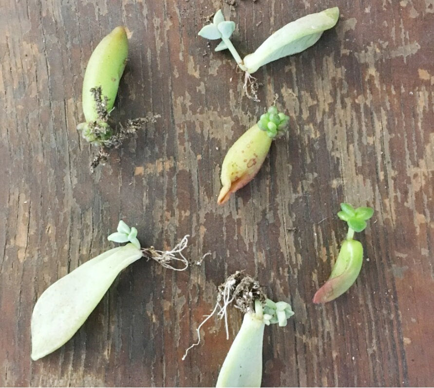 Succulent propagation leaves | Different types of succulents