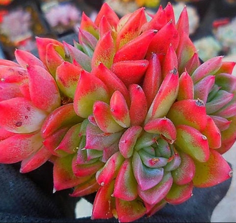 Succulent propagation leaves | Different types of succulents