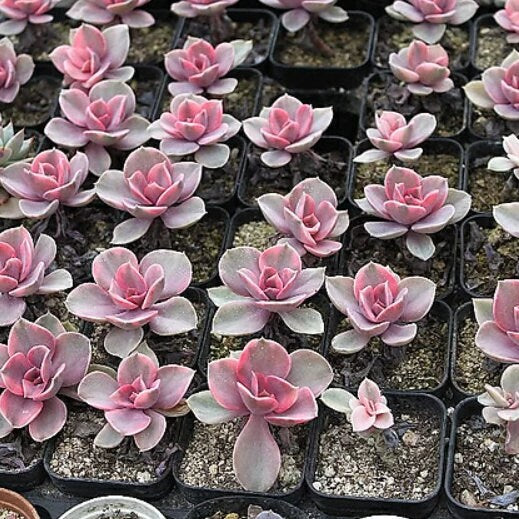 Echeveria West Rainbow - beautiful succulent - propagation leaf