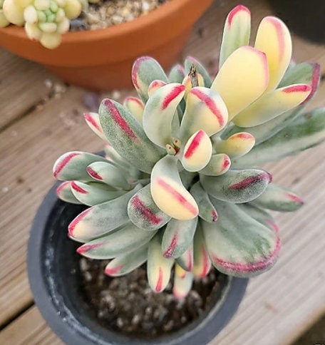 Cotyledon Orbiculata Variegated - beautiful succulent - propagation leaf